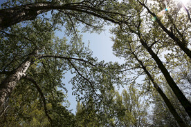 森林天空