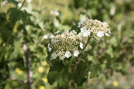 小花
