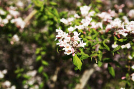 小粉花