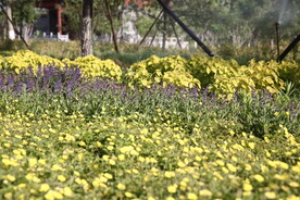 遍地黄花
