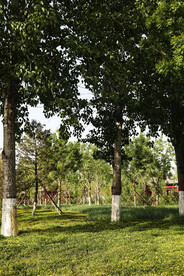 大树草坪