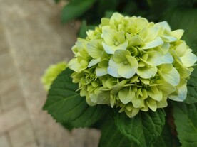 绣球花
