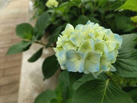 八仙花