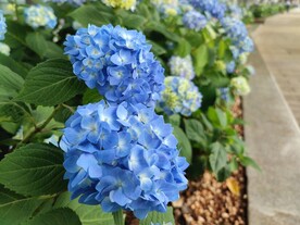 绣球花 