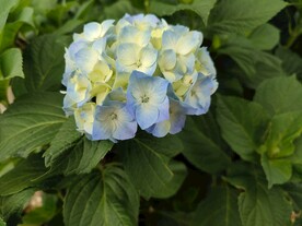 八仙花