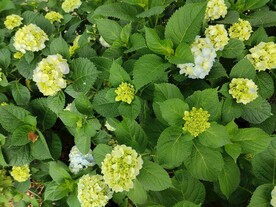 绣球花