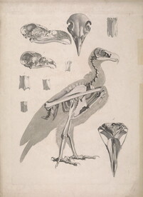 鸟类骨骼