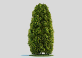 c4d模型道路景观树绿色植物