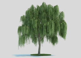 c4d模型道路景观树绿色植物