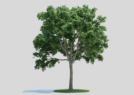 c4d模型道路景观树绿色植物