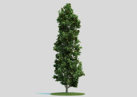 c4d模型道路景观树绿色植物