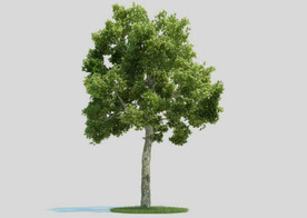 c4d模型道路景观树绿色植物