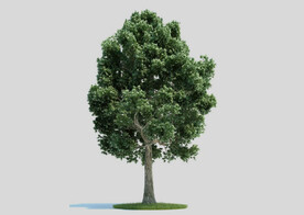 c4d模型道路景观树绿色植物