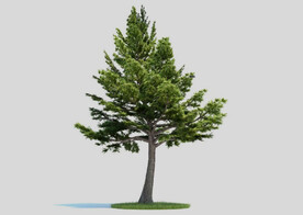 c4d模型道路景观树绿色植物