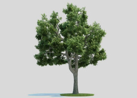 c4d模型道路景观树绿色植物