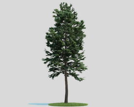 c4d模型道路景观树绿色植物
