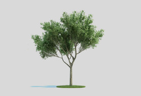 c4d模型道路景观树绿色植物