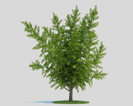 c4d模型道路景观树绿色植物