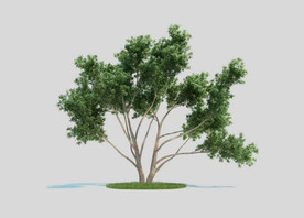 c4d模型道路景观树绿色植物