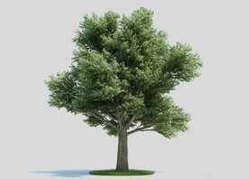c4d模型道路景观树绿色植物