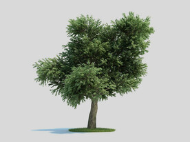 c4d模型道路景观树绿色植物