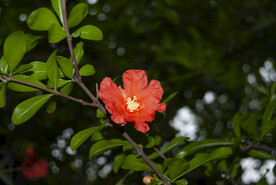 石榴花