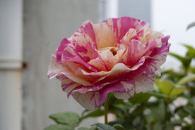 月季花