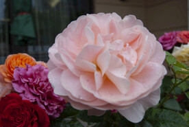 月季花
