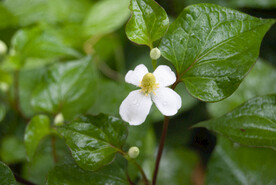 蕺菜花