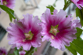蜀葵花