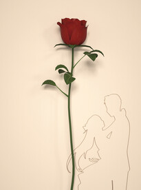 情人节玫瑰花
