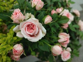 月季花