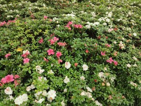 杜鹃花