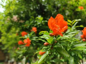 石榴花