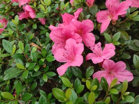 杜鹃花