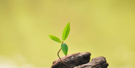 绿叶·嫩芽·新苗