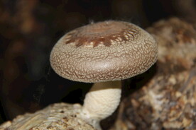 香菇