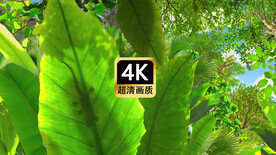 阳光蜥蜴树叶森林