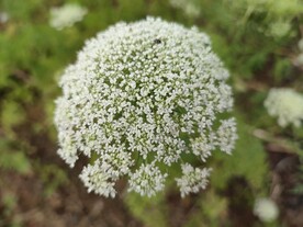 胡萝卜花
