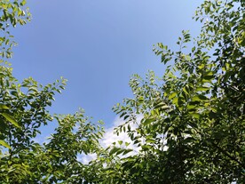 树荫