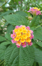 花卉拍照