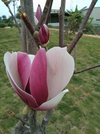 花朵写实拍照