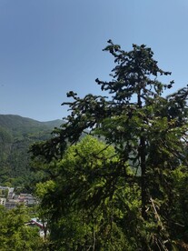 树林 树 绿植 松树 大树