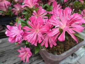 菊花桃