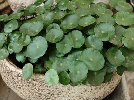 铜钱草