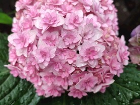 绣球花