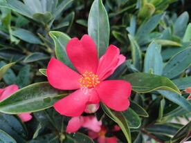 山茶花