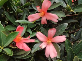山茶花