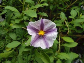 人参果花