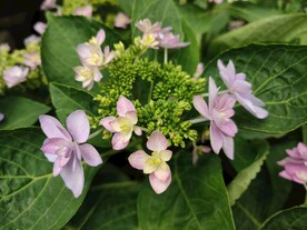 绣球花